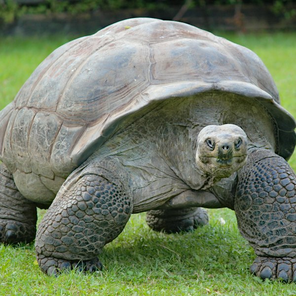 gray and black turtle