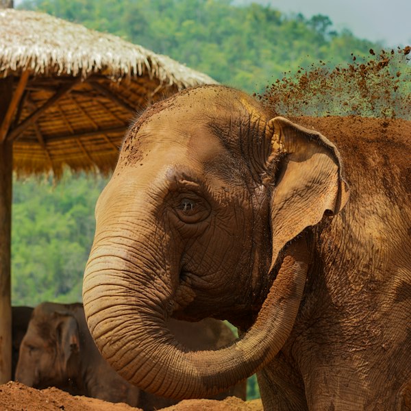 brown elephant playing with dirt during daytime
