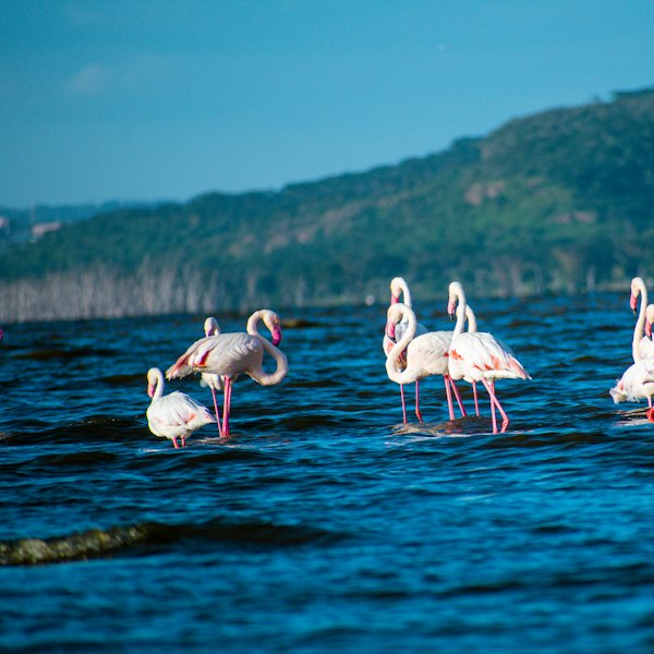 a group of flamingos wading in a body of water