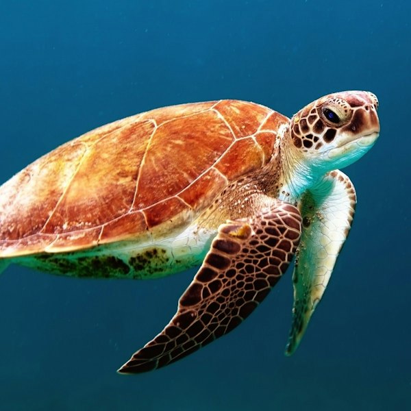 brown turtle swimming underwater