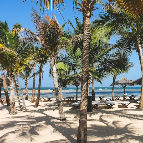 a sandy beach with palm trees and chairs