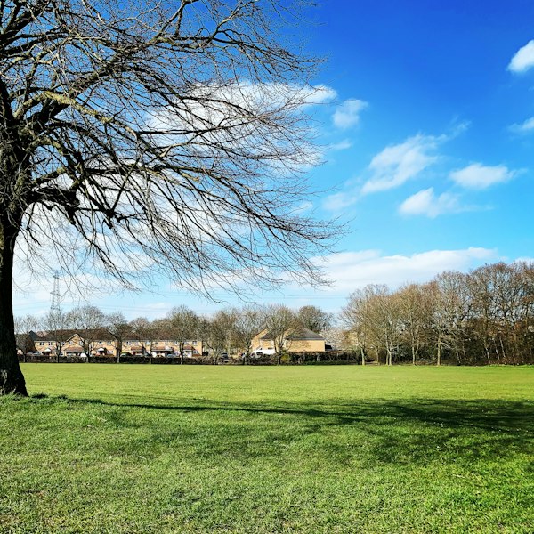 leafless trees on green grass field under blue sky during daytime